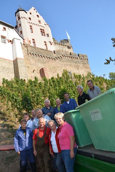 Bild vergr&ouml;&szlig;ern: Am 19. September 2018 ernteten die Helfer der Winzergenossenschaft H&ouml;rstein ca. 850 kg Trauben vom Weinberg unterhalb Burg Alzenau. 