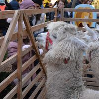 Bild vergr&ouml;&szlig;ern: Der erste Advent auf dem Alzenauer Weihnachtsmarkt 2019 (4)