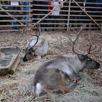 Bild vergr&ouml;&szlig;ern: Der erste Advent auf dem Alzenauer Weihnachtsmarkt 2019 (7)