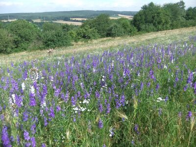 Bild vergr&ouml;&szlig;ern: Blumen