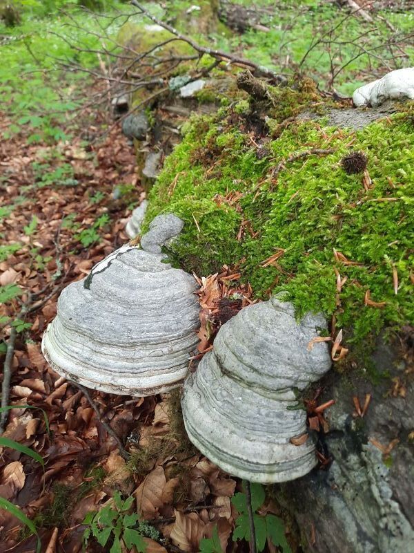 Bild vergr��ern: 20210608_134200