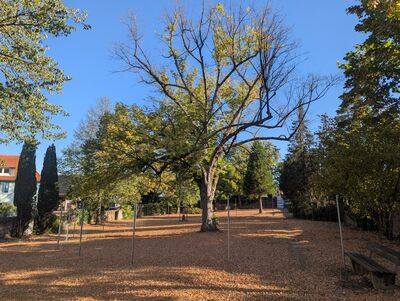 Bild vergr&ouml;&szlig;ern: Absperrma&szlig;nahmen an einer Linde im Friedpark H&ouml;rstein