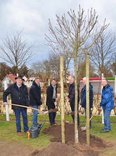 Bild vergr&ouml;&szlig;ern: Eine neue Blumenesche f&uuml;r den Alzenauer Generationenpark (ehem. Gartenschaugel&auml;nde)
