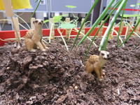 Bild vergr&ouml;&szlig;ern: Das Hochbeet am 07. Juli - es ist tierisch was los