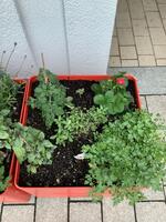 Bild vergr&ouml;&szlig;ern: Hochbeet am 8. Juni - Die Sonnenblume w&auml;chst